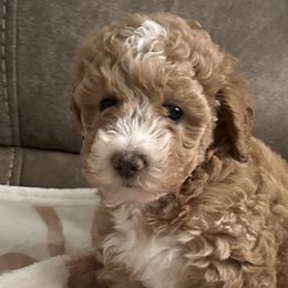 Goldendoodles from Southern Bred Pups