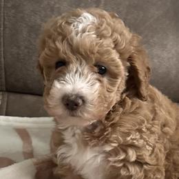 Goldendoodles from Southern Bred Pups