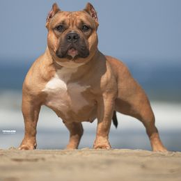 Ray - American Bully