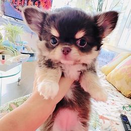 Angle 9800(tri-color chocolate) - Chocolate and tan female Chihuahua puppy in Santa Rosa Beach, Florida from Eva's Chihuahua