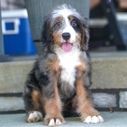 Auger (socialization program graduate) - Merle male Bernedoodle puppy in Dundee, Ohio from Down Home Doodle