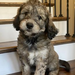 Goldendoodle Puppies from C.P. Puppy Buddies