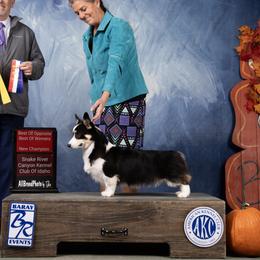 Fancy - Pembroke Welsh Corgi
