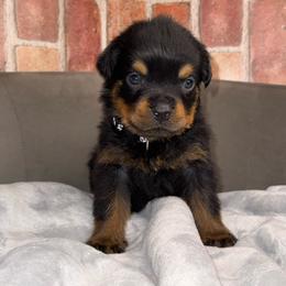 Black boy - Black and mahogany male Rottweiler puppy in Auburn, California from VHF