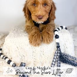Orion - Red  male Goldendoodle puppy in Anderson, South Carolina from Brinkerhoff Doodle Farm