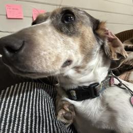Zelda - Dachshund