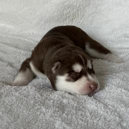 Boomer (Blue) - Red and white male Siberian Husky puppy in Ellijay, Georgia from Appalachian Siberians LLC