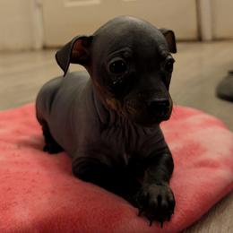 Vortex - Black female American Hairless Terrier puppy in Phoenix, Arizona from Bare Valley