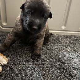 Belgian Malinois Puppies from MonStar Malinois