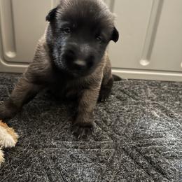 Belgian Malinois Puppies from MonStar Malinois