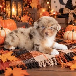 Natalie - Red merle female Australian Shepherd puppy in Fultonville, New York from Sandy Aussies, Mini Dachshunds & Pomeranians
