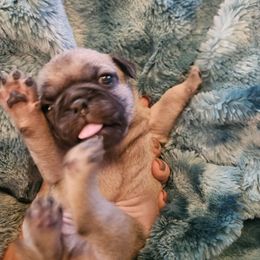 Green collar - Fawn male Pug puppy in Canterbury, Connecticut from Pug Palace Kennel