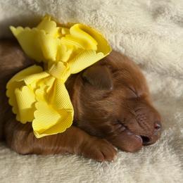 Lemon - Dark golden male Golden Retriever puppy in Moses Lake, Washington from Dune Lakes Goldens