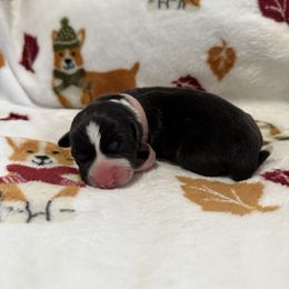 Snickers - Brindle and white female Cardigan Welsh Corgi puppy in Mishawaka, Indiana from Squires Corgi Cottage
