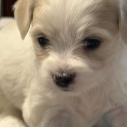 Girl 1 - Black and white female Coton de Tulear puppy in Florida from Dynasty Cotons of Florida