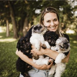 Aussiedoodle Puppies from Olive Tree Mini Aussiedoodles