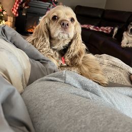 Chinese Shar-Pei, Cocker Spaniel, and Companion Cross Puppies from Mini Hippo Land