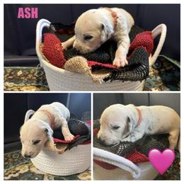 Ash - White and black female Dalmatian puppy in Des Moines, Iowa from Spot Splattered Dalmatians