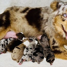 Miniature Australian Shepherd puppies from Young Gun Aussies