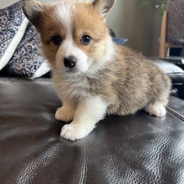 Pembroke Welsh Corgi Puppies from Columbine Corgis