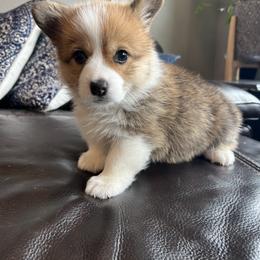 Pembroke Welsh Corgi Puppies from Columbine Corgis