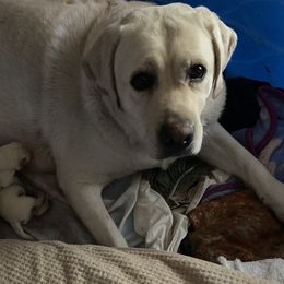 Grace  - Labrador Retriever