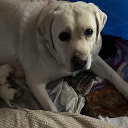 Grace  - Labrador Retriever