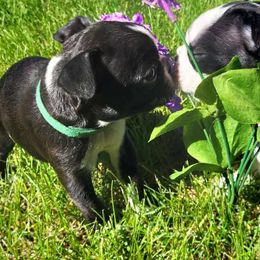 Boston Terriers from J-Orin