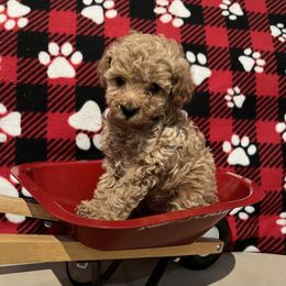 Bernedoodle, Cavapoo, and Goldendoodle Puppies from 406Doodles
