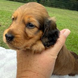 AKC Shaded Red Male - Red male Dachshund puppy in Sumrall, Mississippi from JP’s Dachshunds