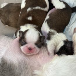 Shih Tzu puppies from Bay Area Shih Tzu