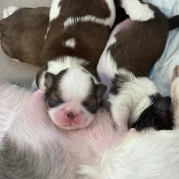 Shih Tzu puppies from Bay Area Shih Tzu