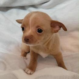 Mr Minnie Me 3-4lb 2999 - Cream and white male Chihuahua puppy in Las Vegas, Nevada from Quality Poms Chihuahua Yorkies of Las vegas