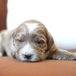 Goldendoodle Puppies from Maggies Doodles (maggiesdoodlesaz.com)