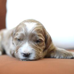 Goldendoodle Puppies from Maggies Doodles (maggiesdoodlesaz.com)