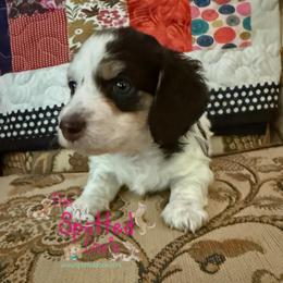 Chocolate and cream pie - Piebald female Dachshund puppy in Mt. Vernon, Texas from The Spotted Doxie
