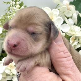 Adley - Dapple female Dachshund puppy in Exeter, California from Sawtooth Miniature Dachshunds