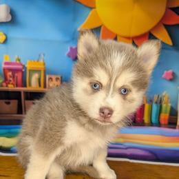 Violet- 3500 - Lavender female Pomsky puppy in Spring Hill, Florida from www.PuppyTimeEmporium.com
