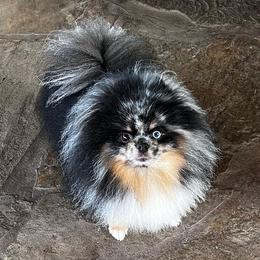Vinci - Pomeranian