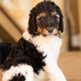 Mrs. Hughes - Parti female Poodle puppy in Grimsley, Tennessee from Above Standard Poodles