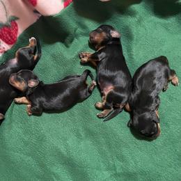 Boy 1 - Black and tan male Cavalier King Charles Spaniel puppy in Phoenix, Arizona from Larisa's Cavaliers