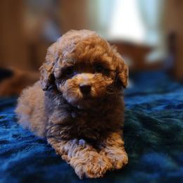 Prince Charming - Red  male Poodle puppy in Blanch, North Carolina from Faithful Hearts Kennel