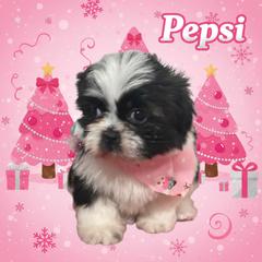 Pepsi - Black and white female Shichon puppy in Brainerd, Minnesota from Angie’s Teddy Bear Puppies Minnesota