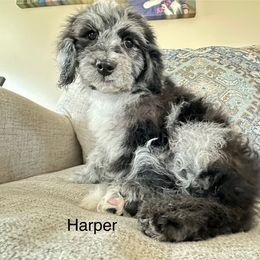 Cavapoo Puppies from Corey’s Pups