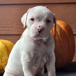 Sunfyre - White and black male American Bulldog puppy in Colorado Springs, Colorado from Calamity K9s