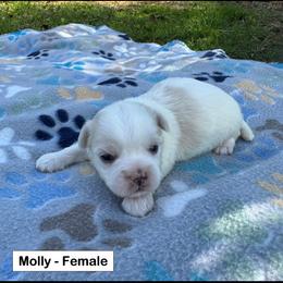 Molly - White female Coton de Tulear puppy in Mead, Oklahoma from Bar W Cotons