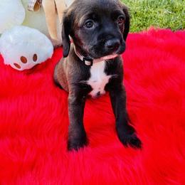 Bear - Black and white male Cocker Spaniel puppy in Santa Ana, California from American Cocker Spaniel