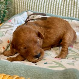 Brown - Red  female Goldendoodle puppy in Hesperia, Michigan from Red Acres Poodles & Doodles