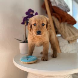 Green Color Boy - Golden male Golden Retriever puppy in Loma Rica, California from BloomingPuppies