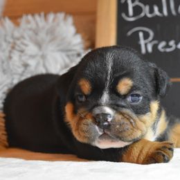 Stanley - Black tri-color male Bulldog puppy in Caledonia, New York from Raise The Woof Bulldogs